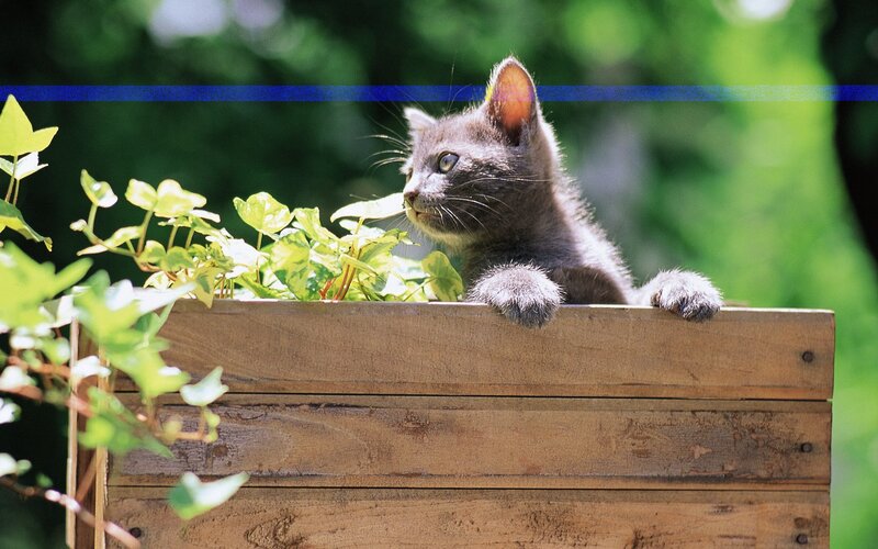 Gray Kitten in Planter