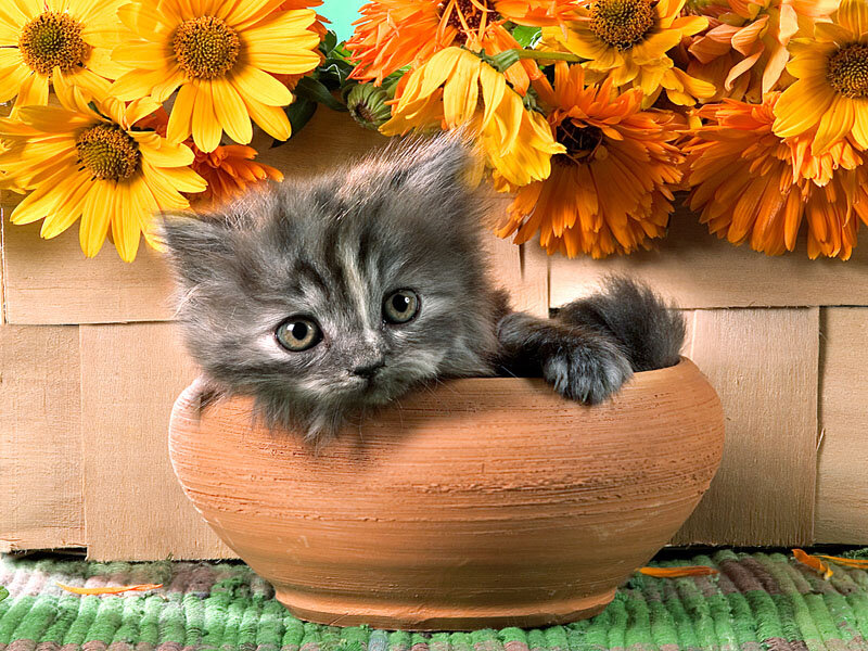 Gray Kitten in Pot