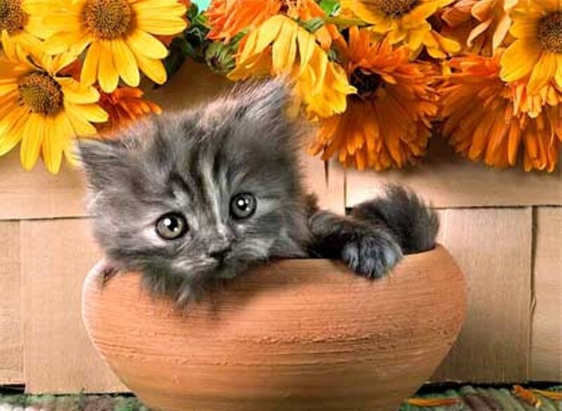 Gray Kitten in Pot — Yellow