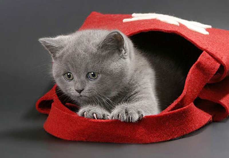 Gray Kitten in Red Bag — Calm