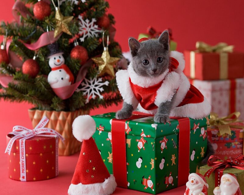 Gray Kitten in Santa Outfit — Red