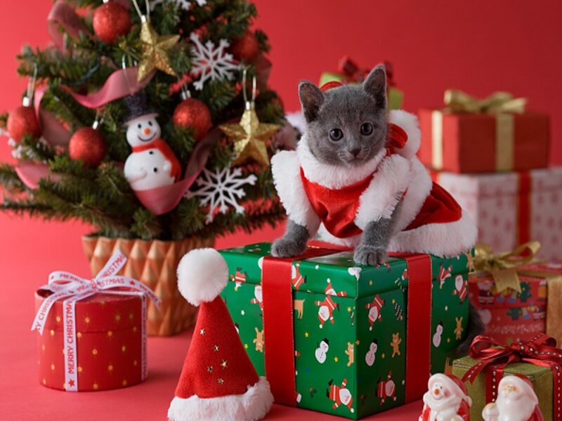 Gray Kitten in Santa Outfit