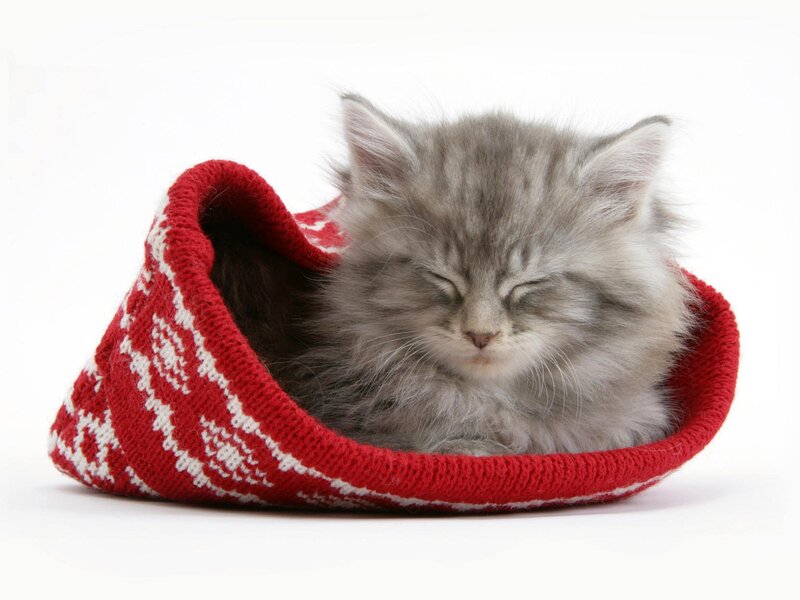 Gray Kitten in Slipper