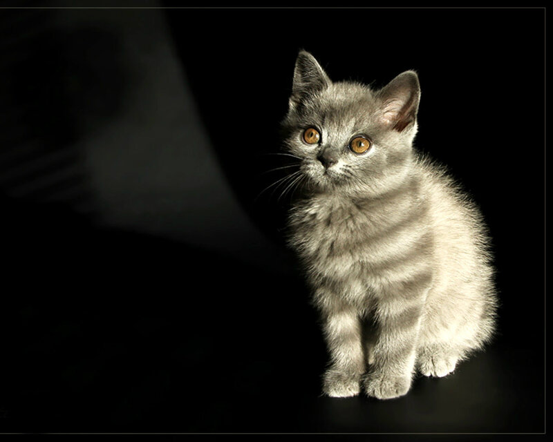 Gray Kitten in Spotlight
