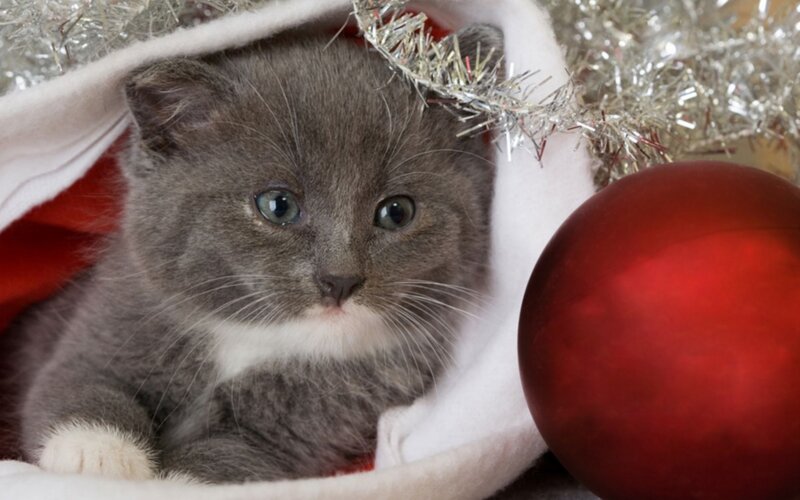 Gray Kitten in Stocking