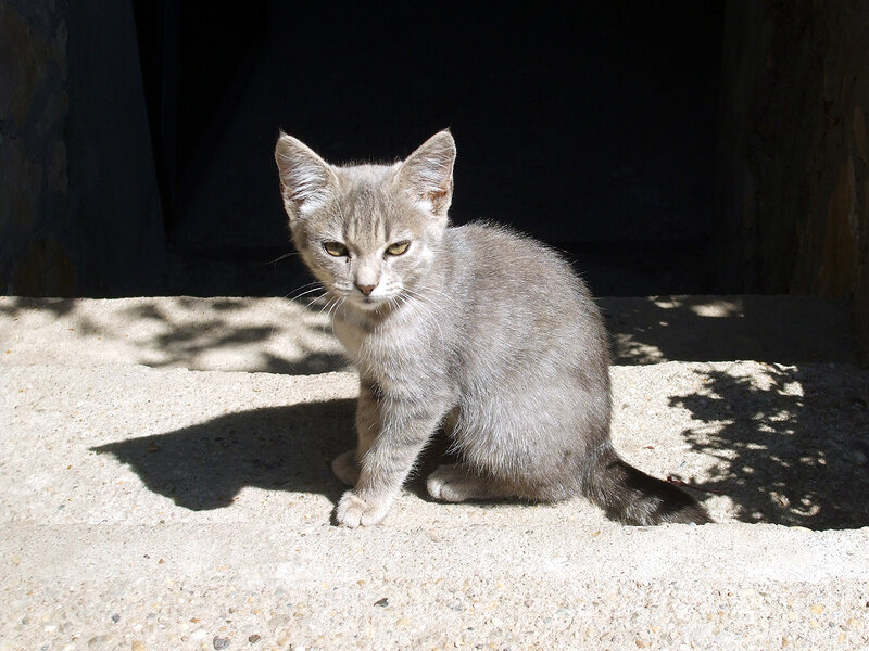 gray kitten in sunlight