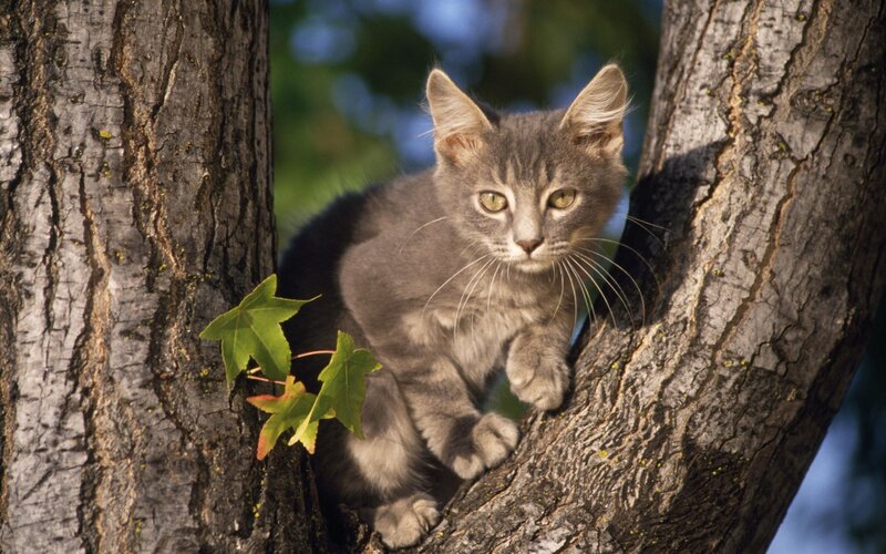Gray Kitten in Tree — Calm