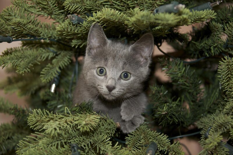 Gray Kitten in Tree — Green, Curious