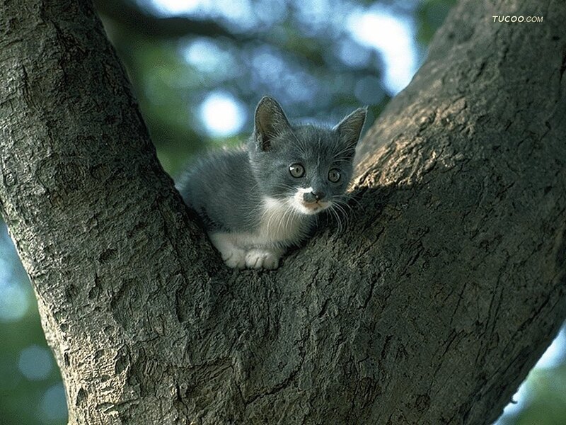 Gray Kitten in Tree