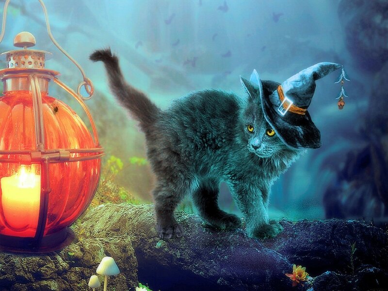 Gray Kitten in Witch Hat