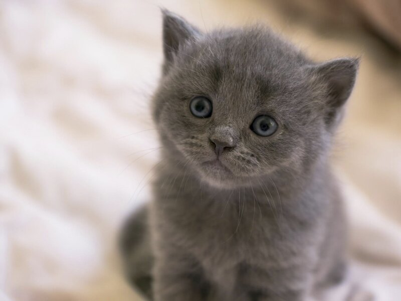 Gray Kitten — Innocent