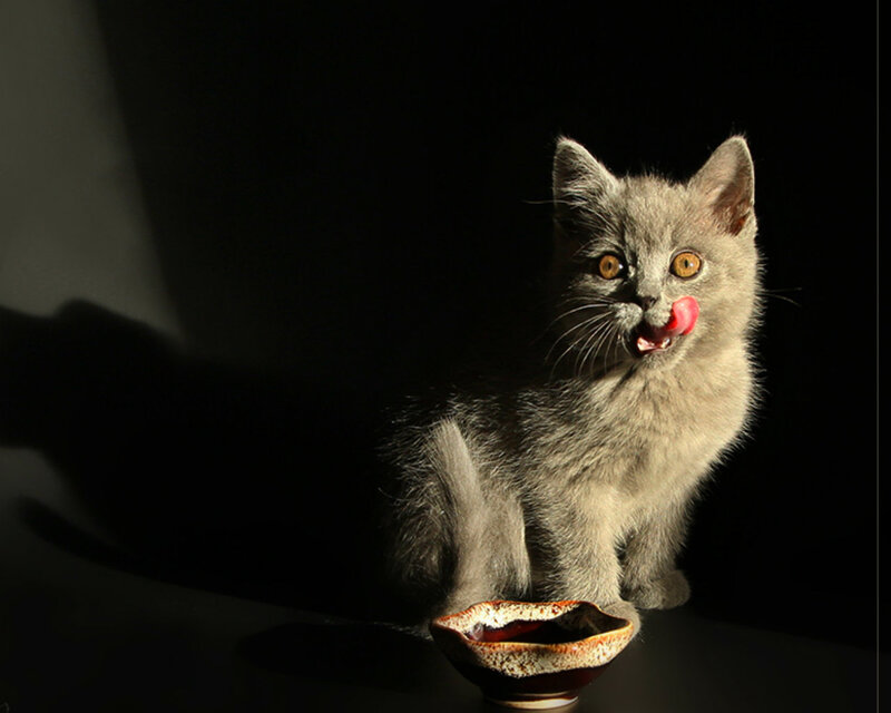 Gray Kitten Licking Bowl