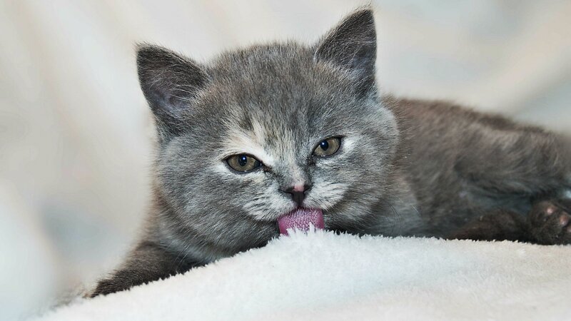 Gray Kitten Licking — Calm