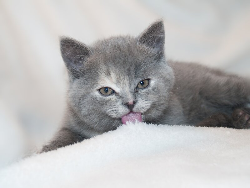 gray kitten licking its nose