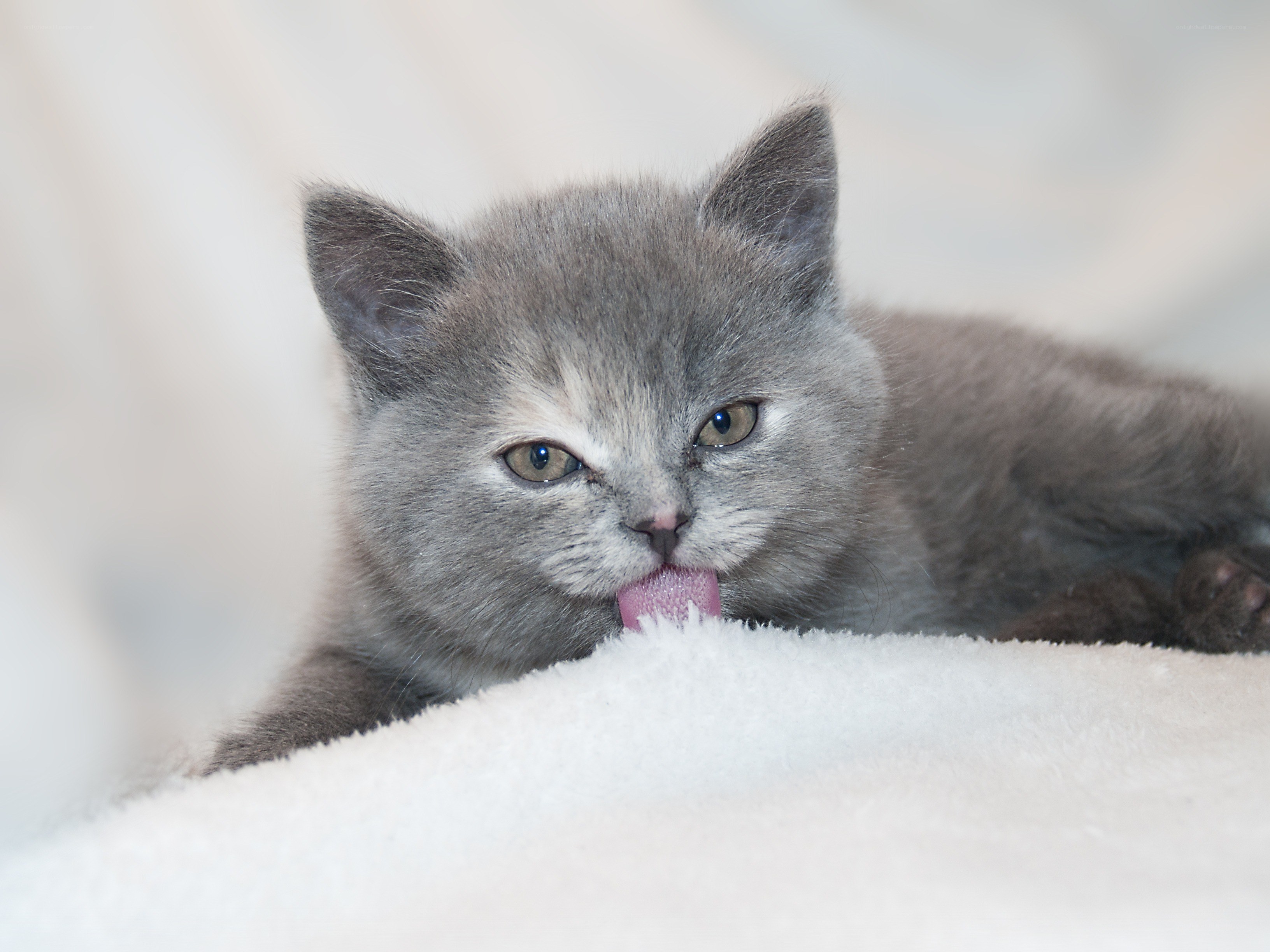 gray kitten licking its nose