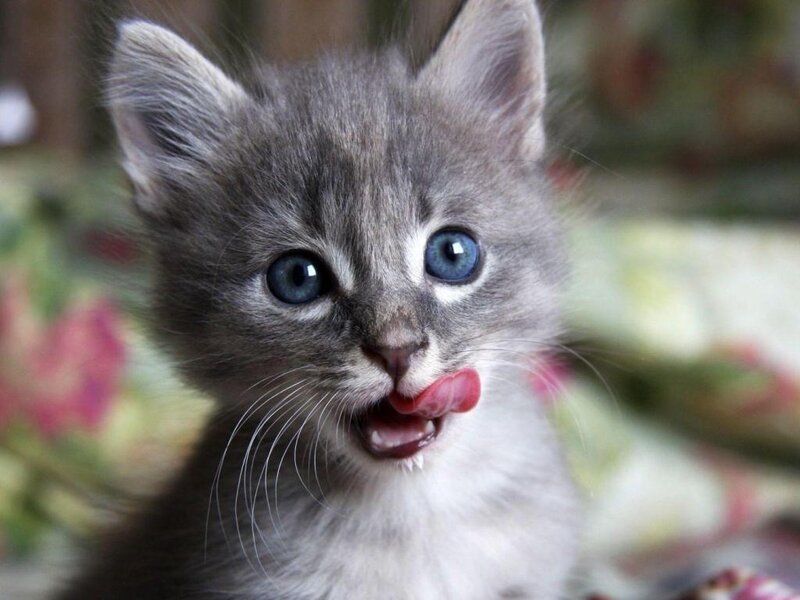 Gray Kitten Licking Lips