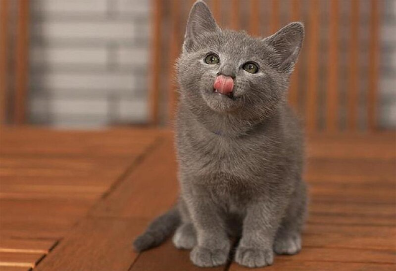 Gray Kitten Licking Nose — Playful
