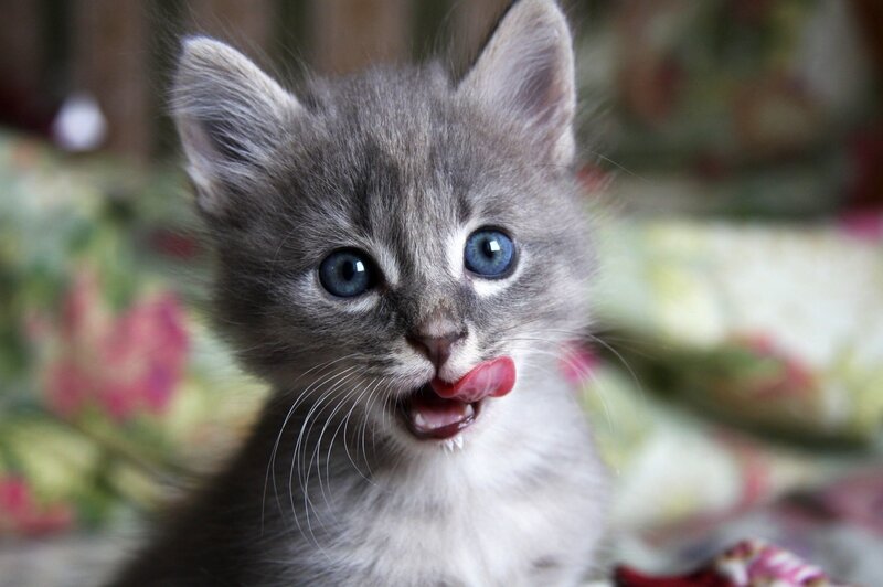 Gray Kitten Licking Nose