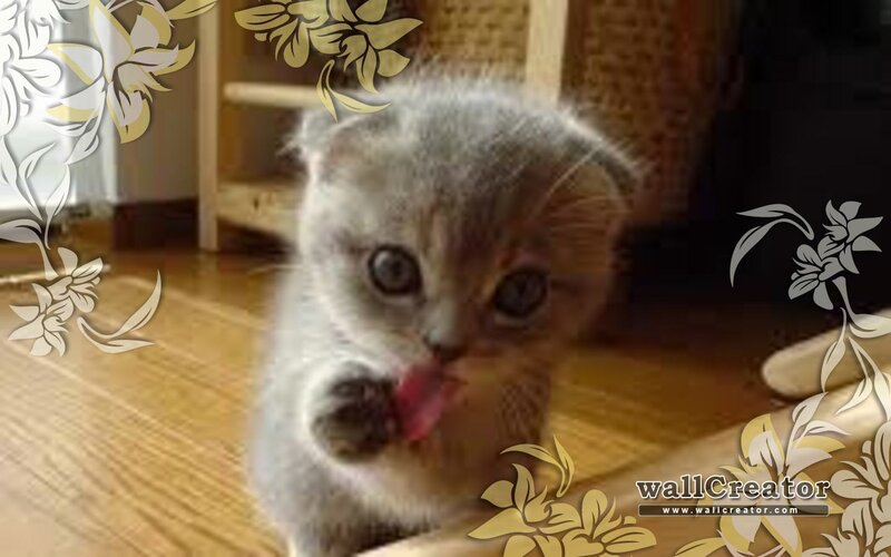 Gray Kitten Licking Paw — Calm, Photograph