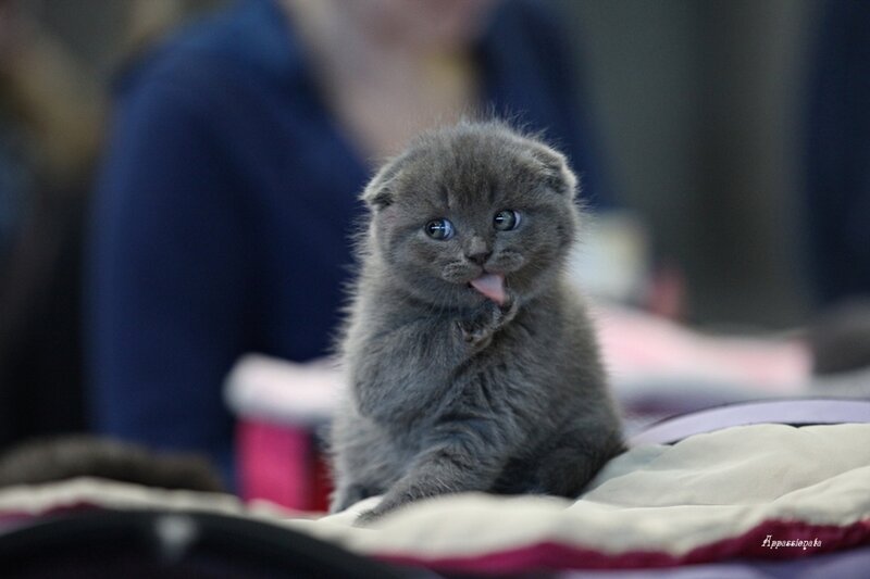 Gray Kitten Licking Paw — Calm