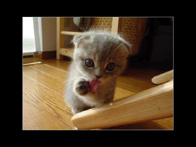 Gray Kitten Licking Paw — Curious