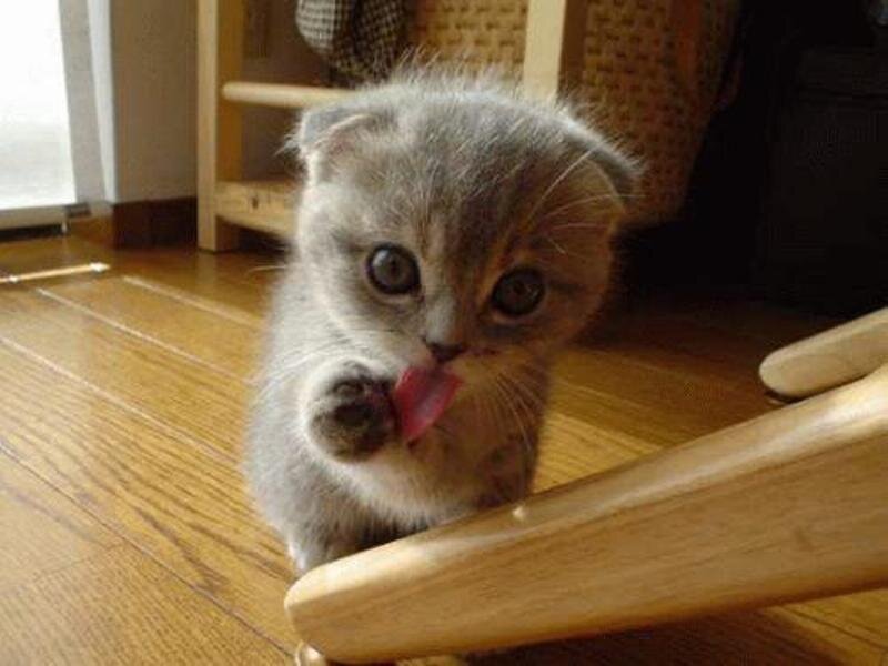 Gray Kitten Licking Paw