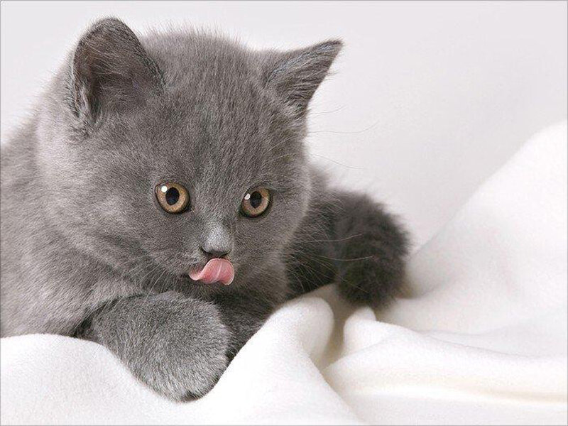 Gray Kitten Licking