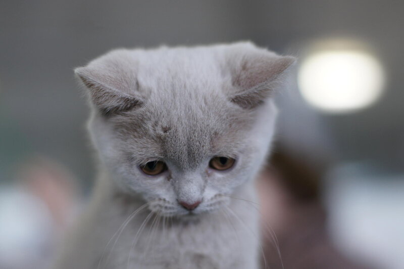 Gray Kitten Looking Down