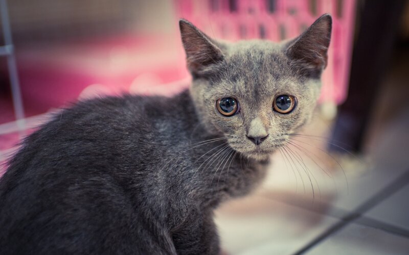 Gray Kitten Looking