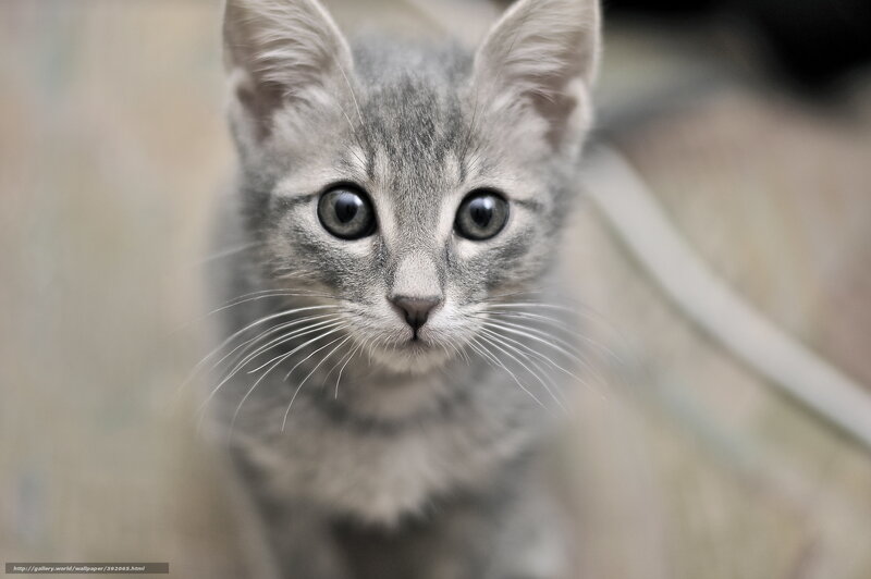 gray kitten looking up