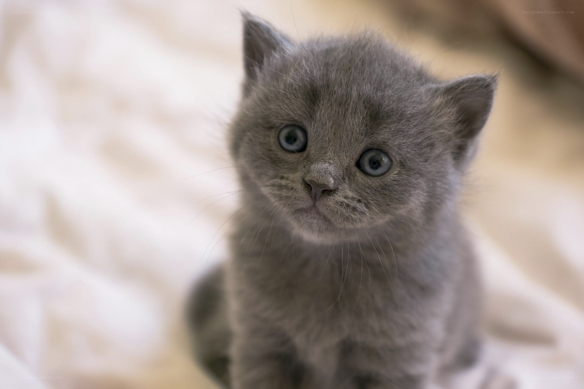 gray kitten looking up