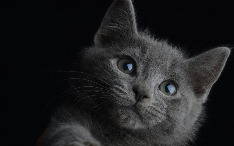 Gray Kitten Looking Up — Dramatic