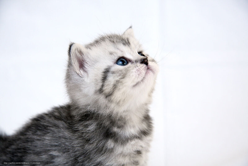 gray kitten looking up