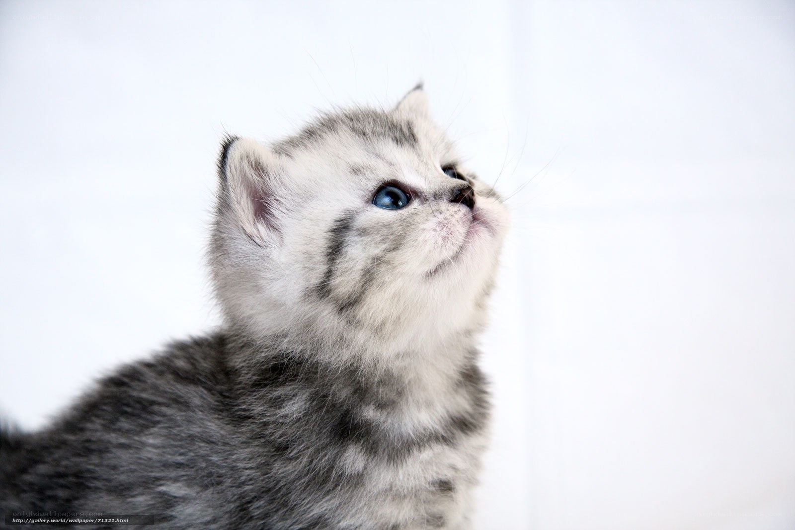 gray kitten looking up