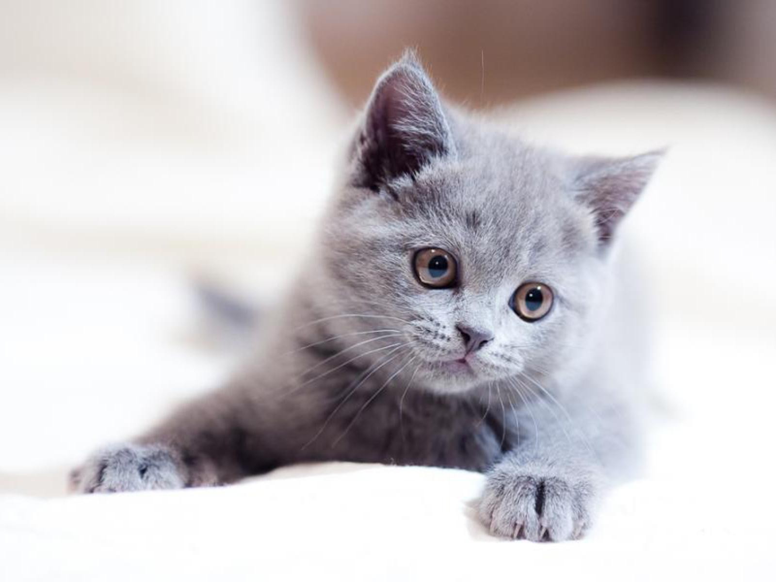 gray kitten lying down
