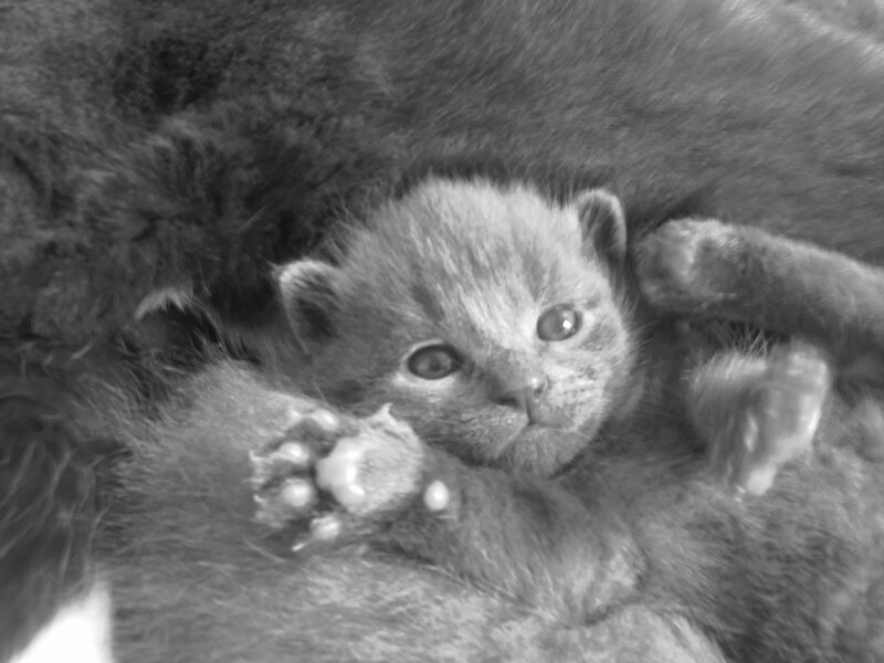 Gray Kitten Lying Down — Black