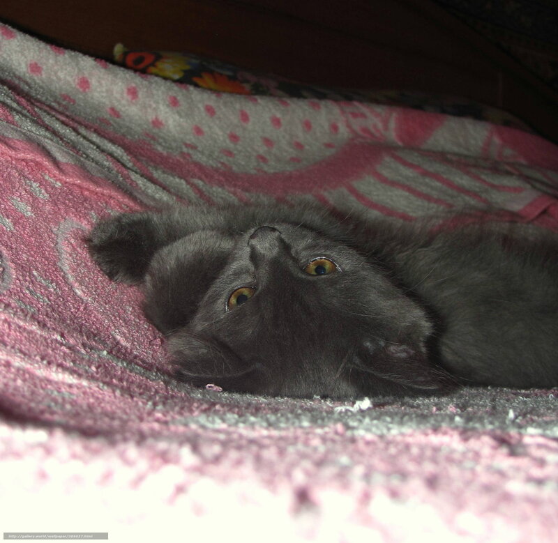 Gray Kitten Lying Down — Calm, Night