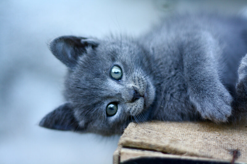 Gray Kitten Lying Down — Calm, Photograph, Box