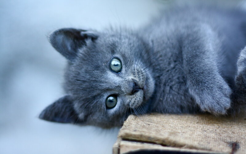 Gray Kitten Lying Down — Calm, Photograph, Cardboard