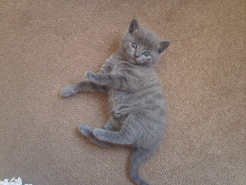 Gray Kitten Lying Down — Calm, Photograph, Carpet