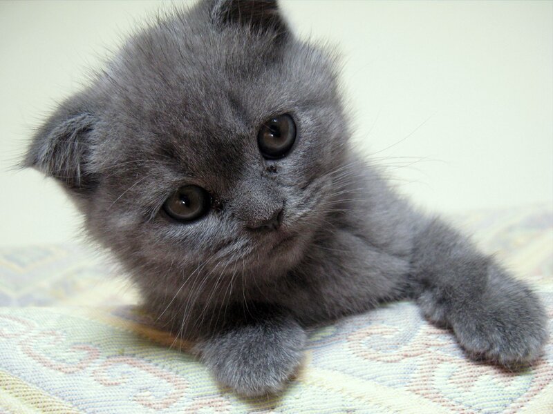 Gray Kitten Lying Down — Calm, Photograph, Cat, Pillow