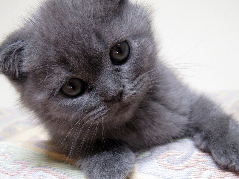 Gray Kitten Lying Down — Calm, Photograph, Cat