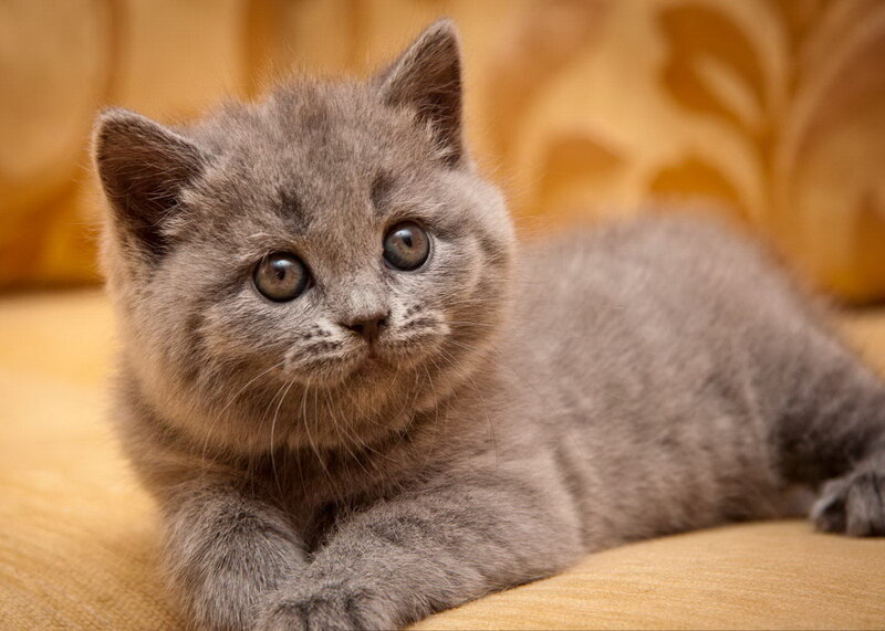 Gray Kitten Lying Down — Calm, Photograph, Couch