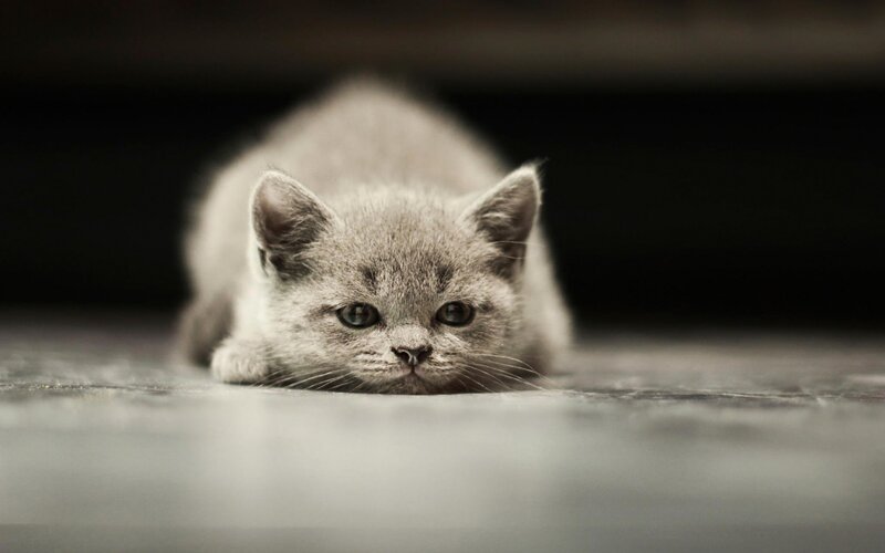 Gray Kitten Lying Down — Calm, Photograph, Floor
