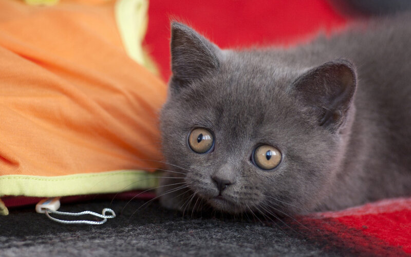 Gray Kitten Lying Down — Calm, Photograph, Orange Fabric, Red Blanket