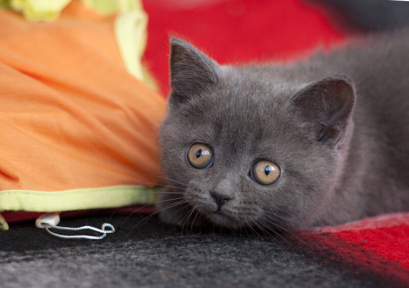 Gray Kitten Lying Down — Calm, Photograph, Orange Fabric