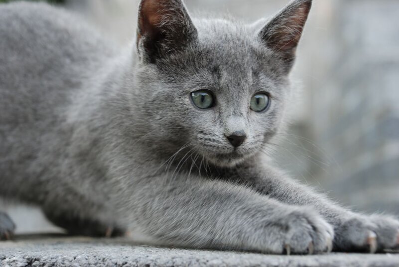 Gray Kitten Lying Down — Calm, Photograph, Paws, Eyes, Ground