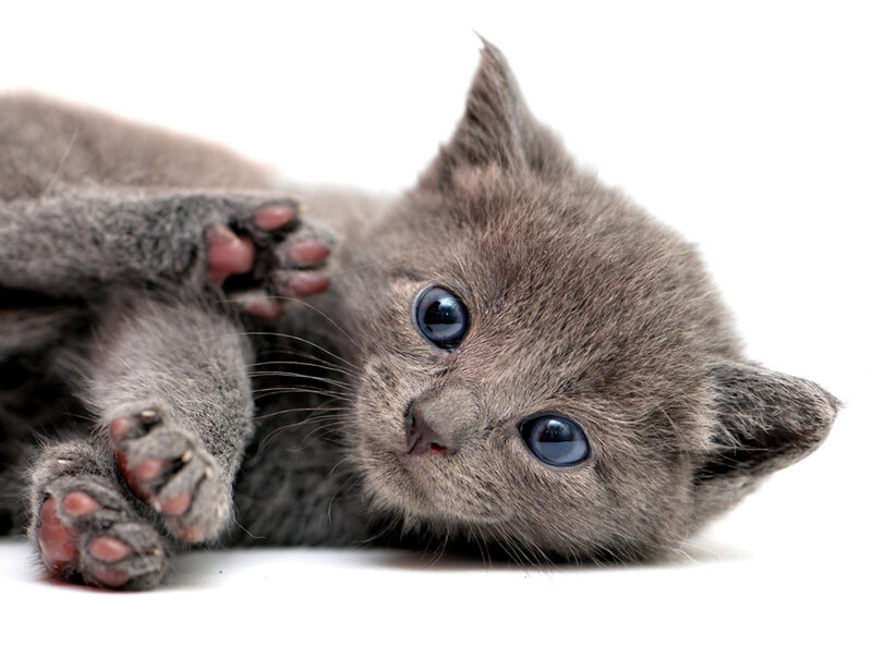 Gray Kitten Lying Down — Calm, Photograph, Paws, Eyes
