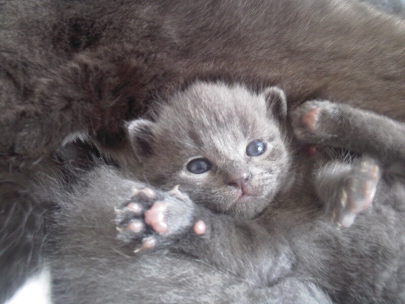 Gray Kitten Lying Down — Calm, Photograph, Paws