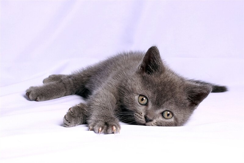 Gray Kitten Lying Down — Calm, Photograph